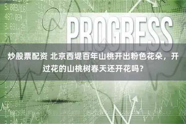 炒股票配资 北京西堤百年山桃开出粉色花朵，开过花的山桃树春天还开花吗？